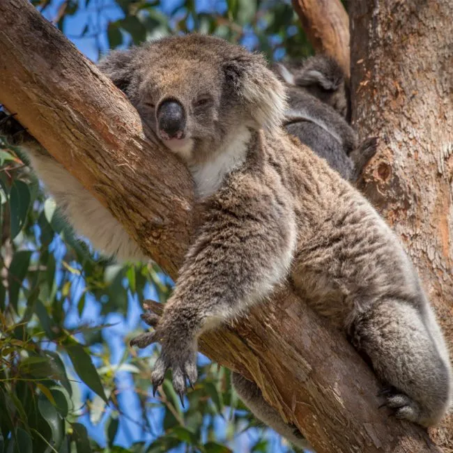 koala in the tree